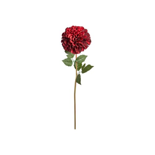 Speedtsberg Chrysanthemum grein 60cm