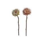 Speedtsberg Protea grein 2 gerðir 43cm