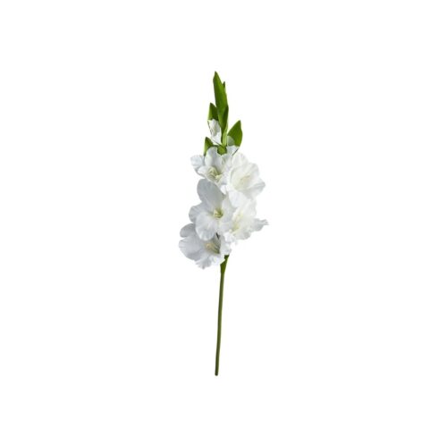 Speedtsberg Gladiolus grein 70cm
