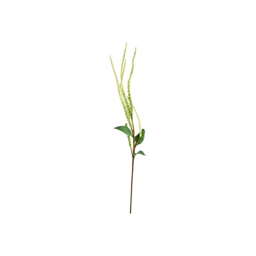 Speedtsberg Amaranthus grein 76cm