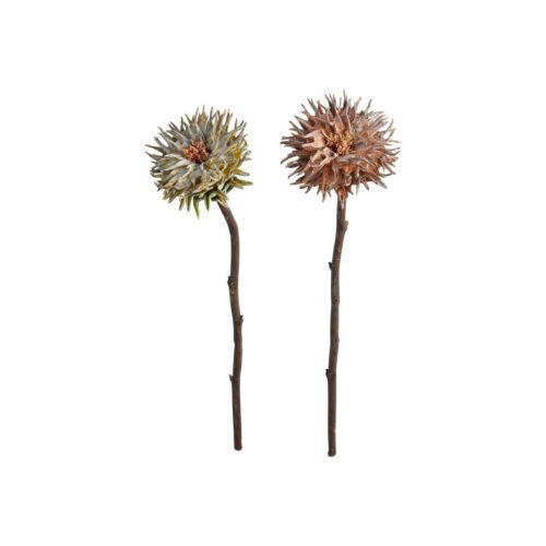 Speedtsberg Protea grein 2 gerðir 43cm