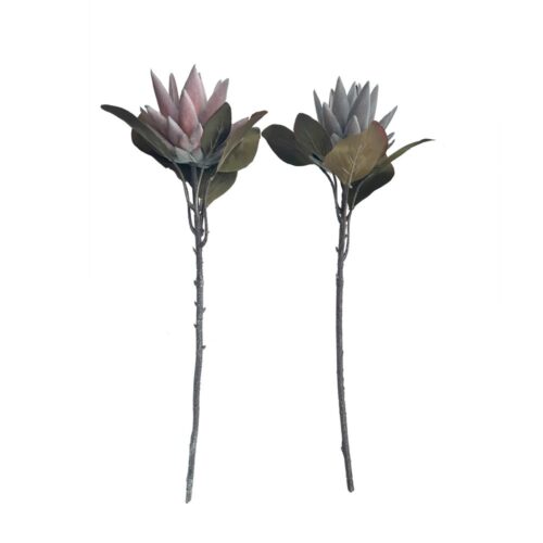 Speedtsberg Protea grein 2 gerðir 52cm