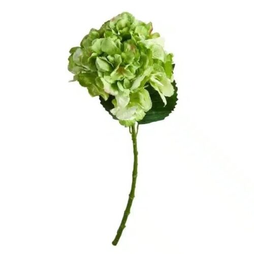 Speedtsberg Hydrangea grein græn 70cm