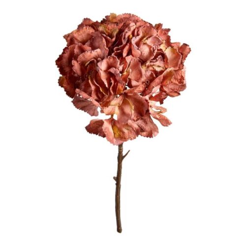 Speedtsberg Hydrangea grein burned 50cm