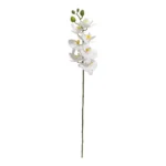 Speedtsberg Orchid grein 79cm