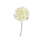 Speedtsberg Hydrangea grein 69cm