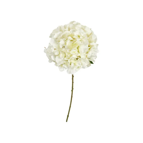 Speedtsberg Hydrangea grein 69cm