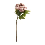 Speedtsberg Peony grein bleik