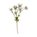 Speedtsberg Aquilegia grein 70cm græn/bleik