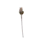 Speedtsberg protea grein 72cm dusty rose